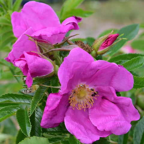Magenta rose blooms with buds on stems and green leaves