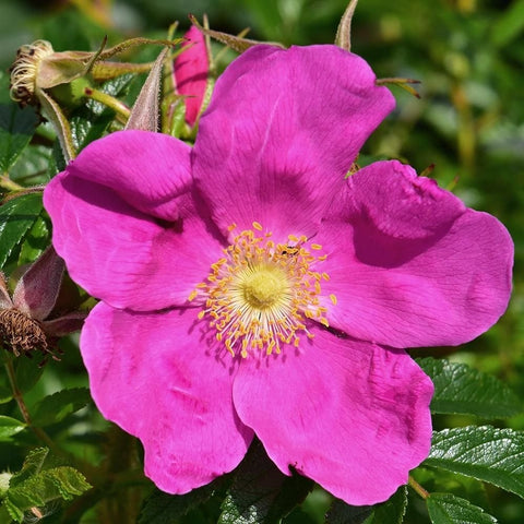 Bright pink rose blossom with yellow center on leafy stems