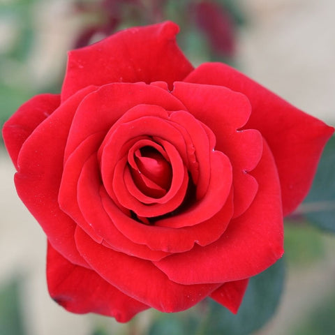 Red rose bloom with tightly layered petals on leafy background