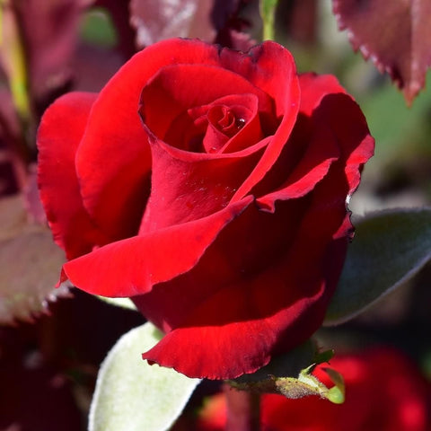 Red rose bloom with curved petals and green leaves