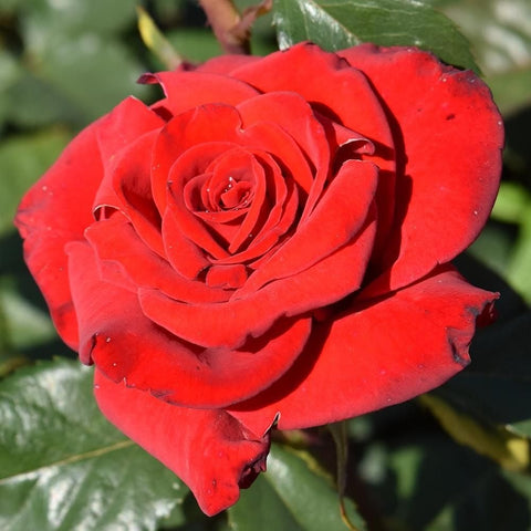 Red rose bloom with layered petals and glossy green leaves