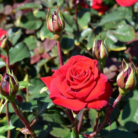 Red rose bloom with several unopened buds and green leaves
