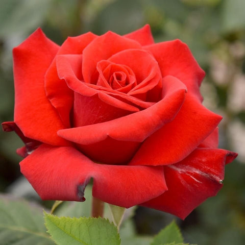 Red rose bloom with layered petals and green leaf at base