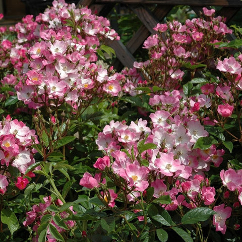 Blooming pink and white rose shrub with many flowers and green leaves