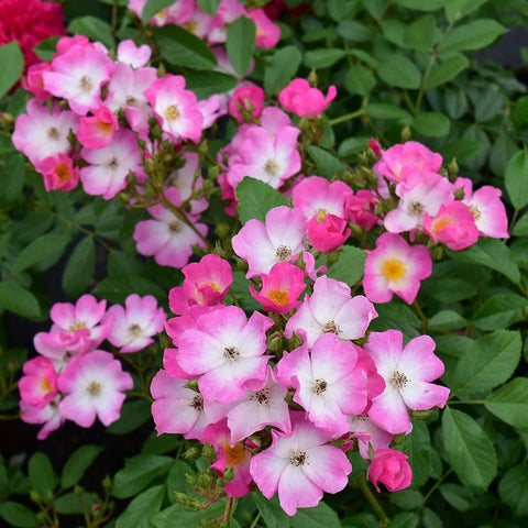 Pink rose blooms with white petals and yellow centers on green leaves