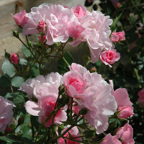 Cluster of light pink double rose blossoms with dark green leaves
