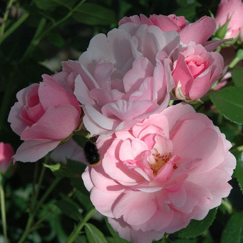 Close-up of pale pink and blush double rose blossoms with yellow center