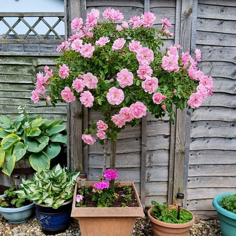 Pink rose tree with double blooms and green foliage, shown in a pot