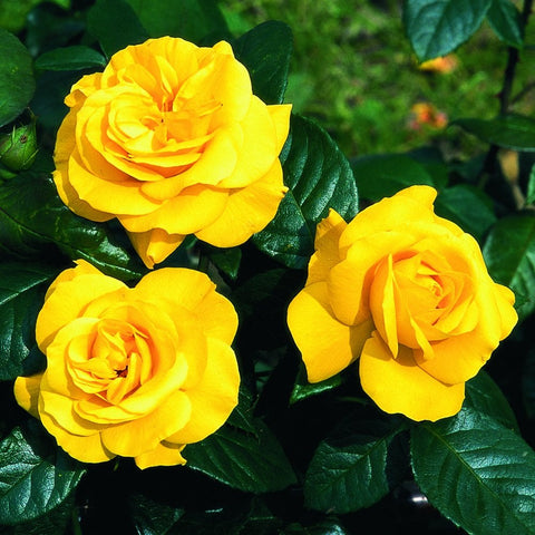 Three yellow double roses with orange center tones and green foliage