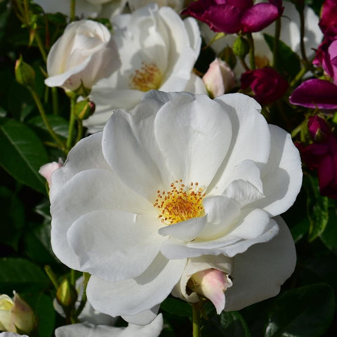 White rose flower cluster with yellow stamen center among green leaves
