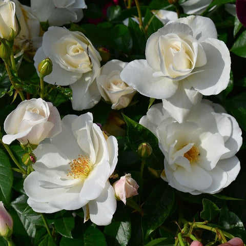Group of white roses with buds and yellow centers on green foliage
