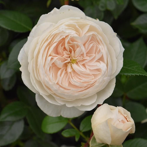 Cream and pale peach rose bloom with layered petals on green leaves
