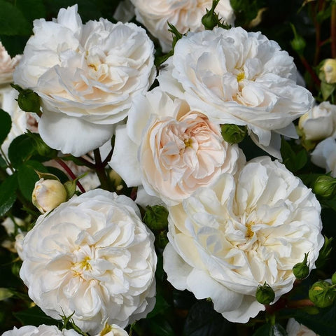 Cluster of white roses with textured layered petals and green buds
