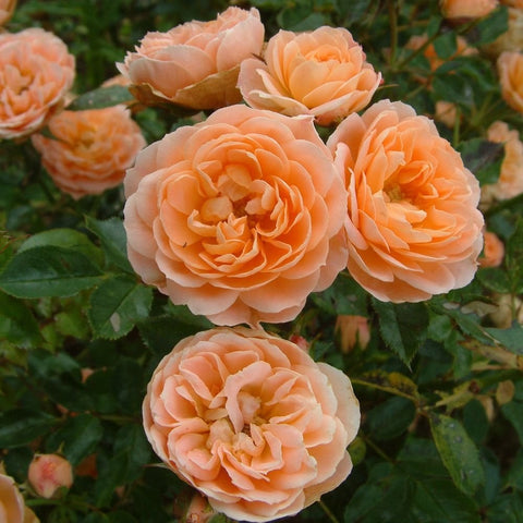 Peach-orange rose cluster with layered petals on green stems