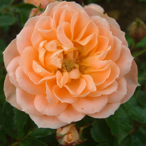 Single peach-orange rose bloom with ruffled layered petals