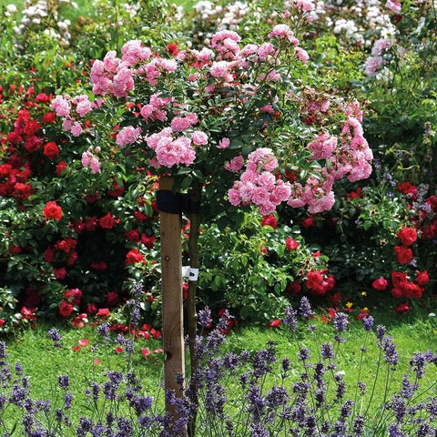 Half-standard rose tree with pink blooms and green foliage, beside purple flowers