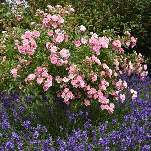 Pink double rose tree with dense blooms over green leaves and purple accents