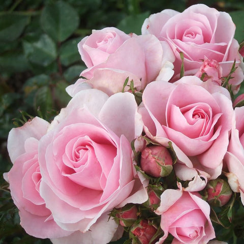 Pink rose cluster with layered petals and green buds