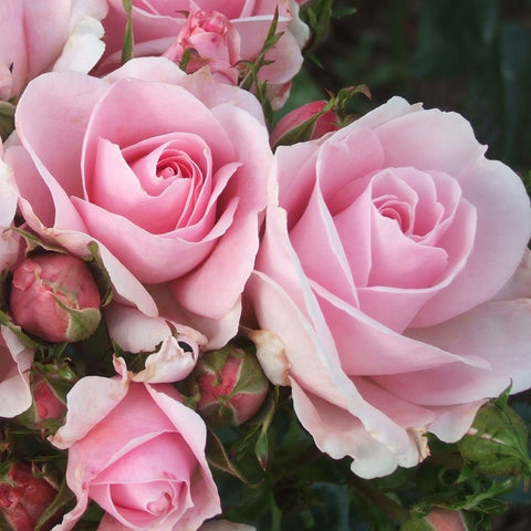 Pink roses with ruffled petals and small green buds