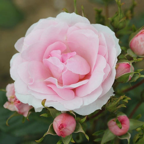 Single pink rose bloom with surrounding green buds