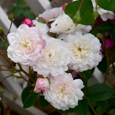 Half-standard rose branch with layered white double flowers and small pink buds