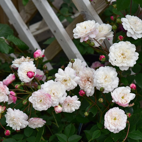Half-standard rose plant with clusters of white and pale pink double blooms and buds