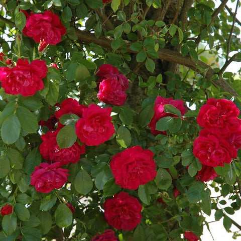 Cluster of red rose flowers on a leafy plant with green foliage