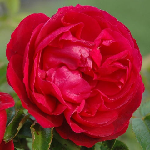 Close-up red rose blossom with curled layered petals and green leaves