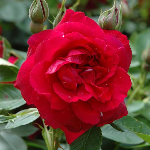 Red rose bloom with layered petals and surrounding green leaves