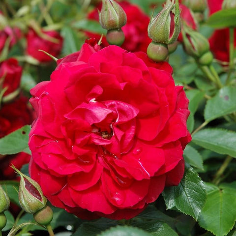 Red rose bloom with tight buds above and green leaves below