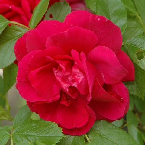 Bright red rose flower with layered petals and green leaves