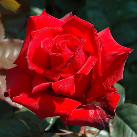Red rose bloom close-up with layered petals and green leaves