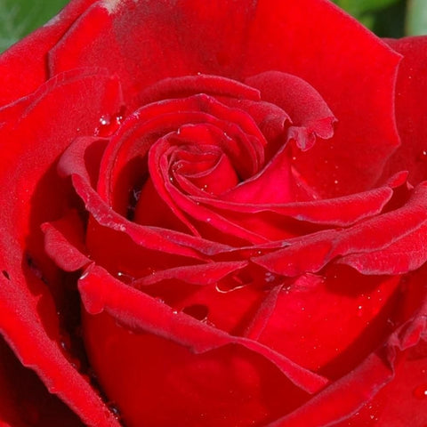 Red rose bloom close-up showing curled inner petals