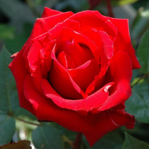 Red rose bloom with green leaves behind