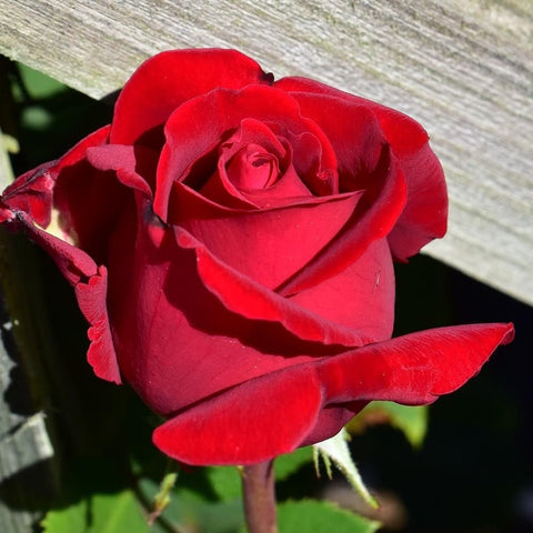 Red rose bloom with green leaves and stem