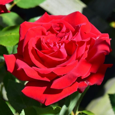 Red rose bloom with green leaves around