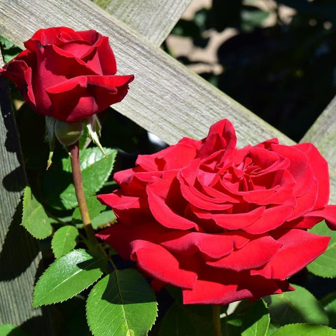 Red rose blooms with green leaves on sturdy stems