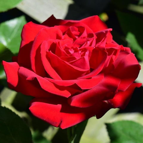 Red rose bloom with overlapping petals and green foliage