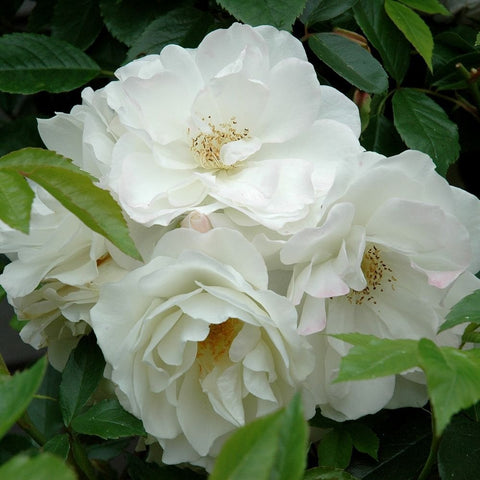 White bush rose cluster with double blooms and golden yellow centers, green leaves