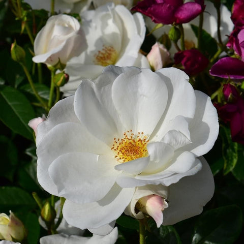 White bush rose bloom with double petals and golden center surrounded by leaves