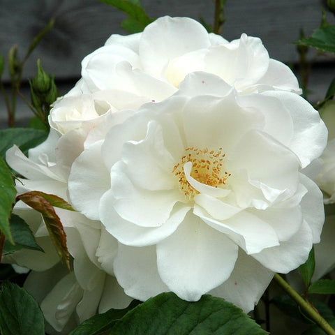 White Iceberg climber rose bloom with golden center and layered petals