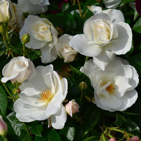Iceberg climber rose spray with multiple white double blooms, buds, and leaves
