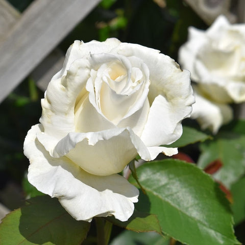 White rose flower with ruffled petals and pale cream bud center