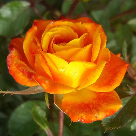 Orange and yellow rose bloom on green stem with leaves
