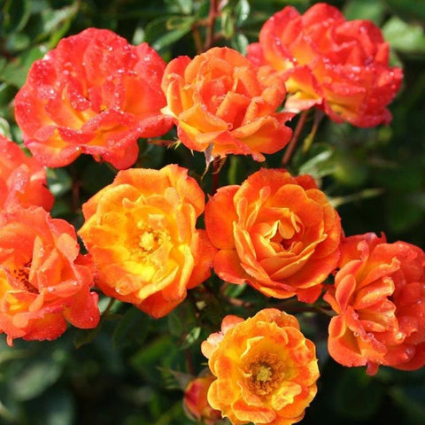 Cluster of orange, yellow, and red rose blooms with green leaves