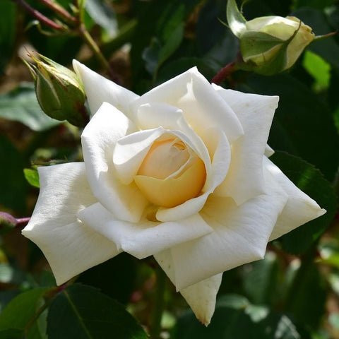 Ilse Krohn Superior bare-root rose with white double blossoms