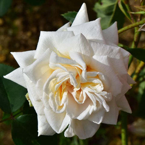 White double rose blossoms with pale yellow centers on stems