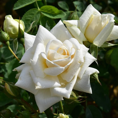 White double rose blossom with pale yellow center and green buds