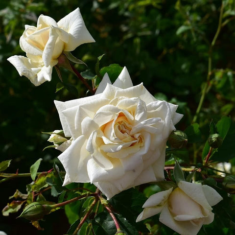 White double rose blossoms with pale yellow centers on leafy stems