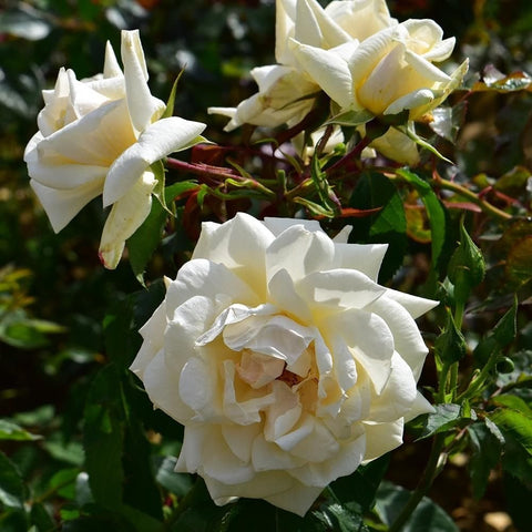 White rose buds and double blossoms on green thorny stems